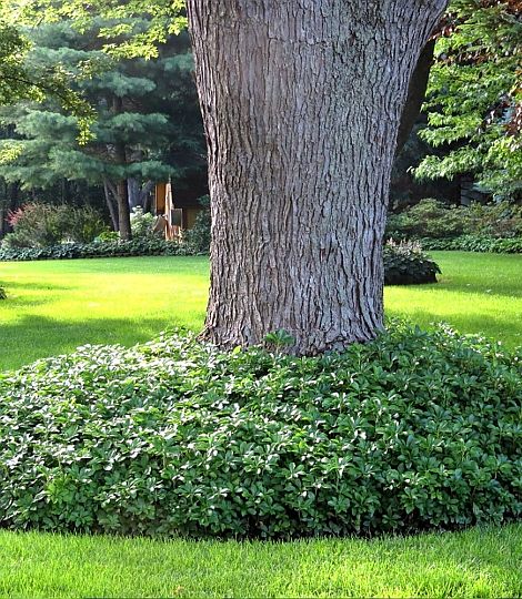 Pachysandra terminalis variegata